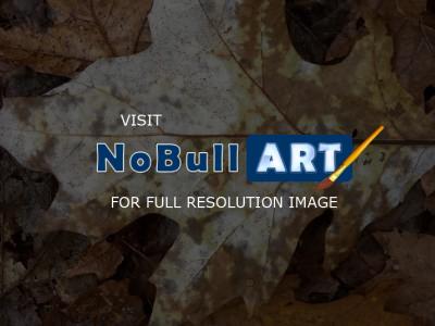 Nature Collection - Wet Leaf - Digital