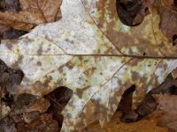 Wet Leaf - Digital Photography - By Heather Back, Nature Photography Artist