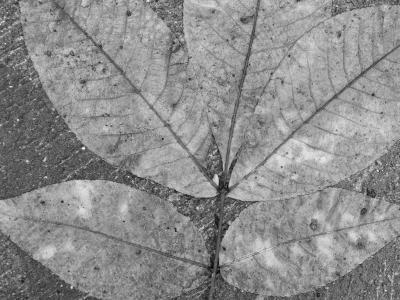 Nature Collection - B  W Leaf - Digital