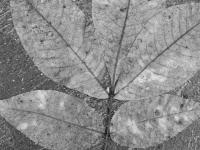 Nature Collection - B  W Leaf - Digital