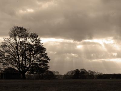 Nature Collection - Sepia Sky - Digital