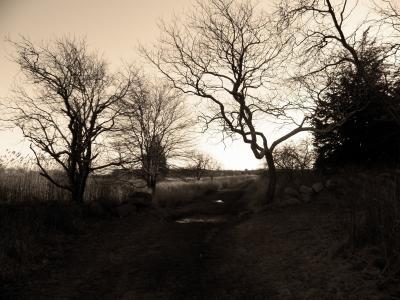 Nature Collection - Winter Trees - Digital