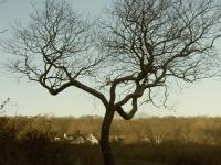 Sun Tree - Digital Photography - By Heather Back, Nature Photography Artist