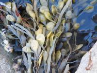 Seaweed - Digital Photography - By Heather Back, Nature Photography Artist