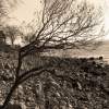 Beach Tree - Digital Photography - By Heather Back, Nature Photography Artist