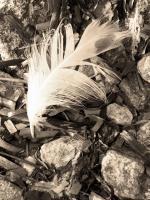 Feather In The Rocks - Digital Photography - By Heather Back, Nature Photography Artist