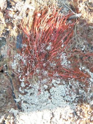 Nature Collection - Red Seaweed - Digital