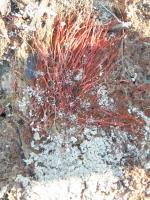 Red Seaweed - Digital Photography - By Heather Back, Nature Photography Artist