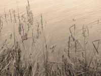 Water Grass - Digital Photography - By Heather Back, Nature Photography Artist