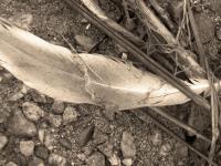 Feather In The Sand - Digital Photography - By Heather Back, Nature Photography Artist