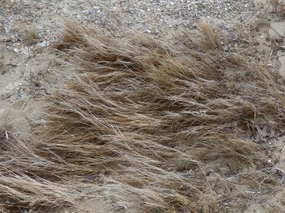 Nature Collection - Movements In The Sand - Digital