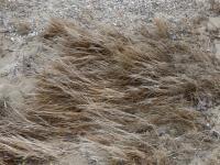 Movements In The Sand - Digital Photography - By Heather Back, Nature Photography Artist