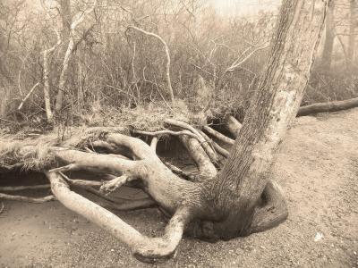 Nature Collection - Tree Roots - Digital