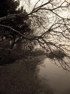 Nature Collection - Branches Over Water - Digital