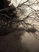 Branches Over Water - Digital Photography - By Heather Back, Nature Photography Artist