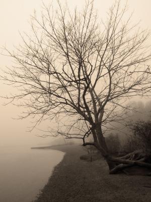 Nature Collection - Stillness - Digital