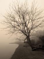 Stillness - Digital Photography - By Heather Back, Nature Photography Artist