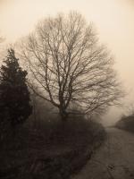 Path To The Beach - Digital Photography - By Heather Back, Nature Photography Artist