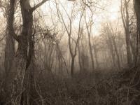 Forest In Sepia - Digital Photography - By Heather Back, Nature Photography Artist