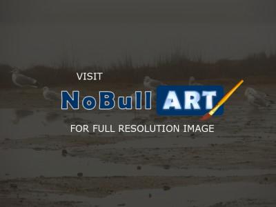 Nature Collection - Seagulls - Digital