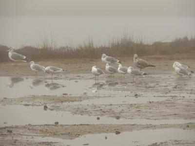 Nature Collection - Seagulls - Digital