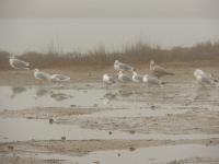Seagulls - Digital Photography - By Heather Back, Nature Photography Artist