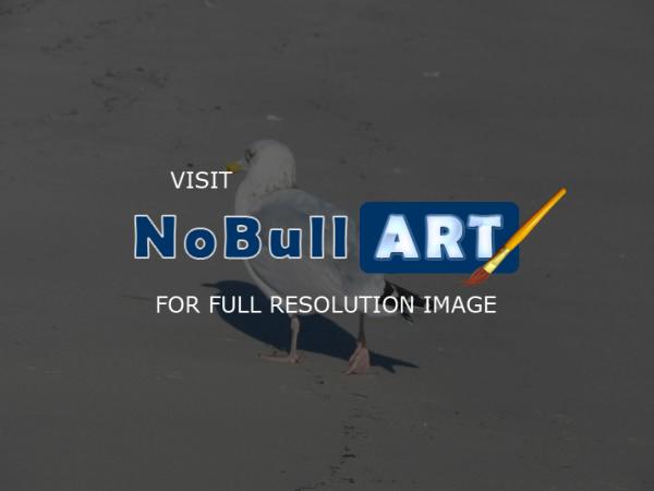 Nature Collection - Lone Gull - Digital