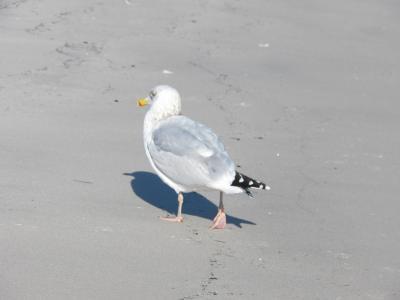 Nature Collection - Lone Gull - Digital