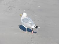Lone Gull - Digital Photography - By Heather Back, Nature Photography Artist