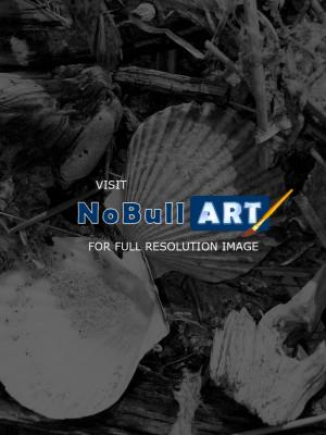 Nature Collection - Black And White Shells - Digital