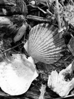 Black And White Shells - Digital Photography - By Heather Back, Nature Photography Artist