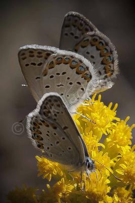 Butterflies - Melissa Blues Collecting - Digital