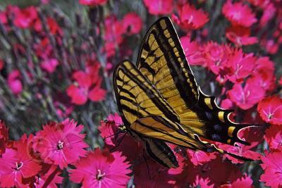 Butterflies - Swallowtail Garden - Digital