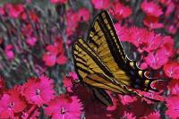 Swallowtail Garden - Digital Photography - By Rick Jackson, Nature Photography Artist