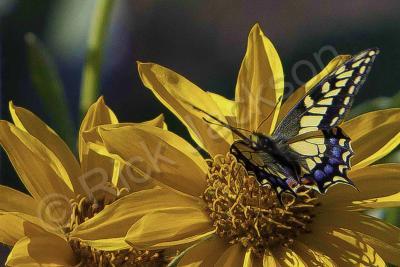 Butterflies - Scentsational Swallowtail - Digital