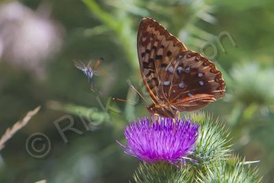 Butterflies - Frightened Competition - Digital Reworked