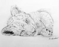 Little Lion - Graphite Pencil Drawings - By Ron Kendall, Figurative Drawing Artist