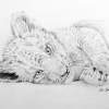 Little Lion - Graphite Pencil Drawings - By Ron Kendall, Figurative Drawing Artist