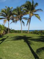 Three Palms - Digital Photography - By Patricia Blake, Tropical Photography Artist