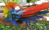 Bird In Paradise - Digital Photography - By Patricia Blake, Wildlife Photography Artist