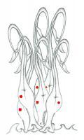 Water Ballet - Sketch And Adobe Illustrator C Drawings - By Kenneth Ruxton, Abstract Digital Drawing Drawing Artist