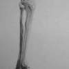 Study Of The Legfoot - Pencil Drawings - By Kristy Edwards-Rusie, Fullsize-Technique Drawing Artist