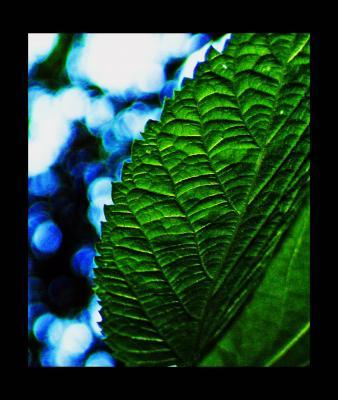 Nature - Leaf - Photo