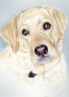 My Best Girl Indi - Watercolor Paintings - By Margaret Harris, Realism Painting Artist