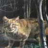 Cat - Acrylic Paintings - By Achiki Works, Surrealism Painting Artist