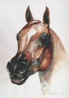 Horse - Paper Paintings - By Art Galerija Makek, Watercolor On Paper Painting Artist
