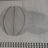 Basketball - Acrylics Drawings - By Samantha Collins, Realistic Drawing Artist