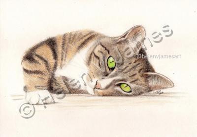 Animals - Joey - Coloured Pencil On Paper