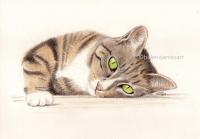 Joey - Coloured Pencil On Paper Drawings - By Helen V James, Realism Drawing Artist
