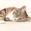 Joey - Coloured Pencil On Paper Drawings - By Helen V James, Realism Drawing Artist